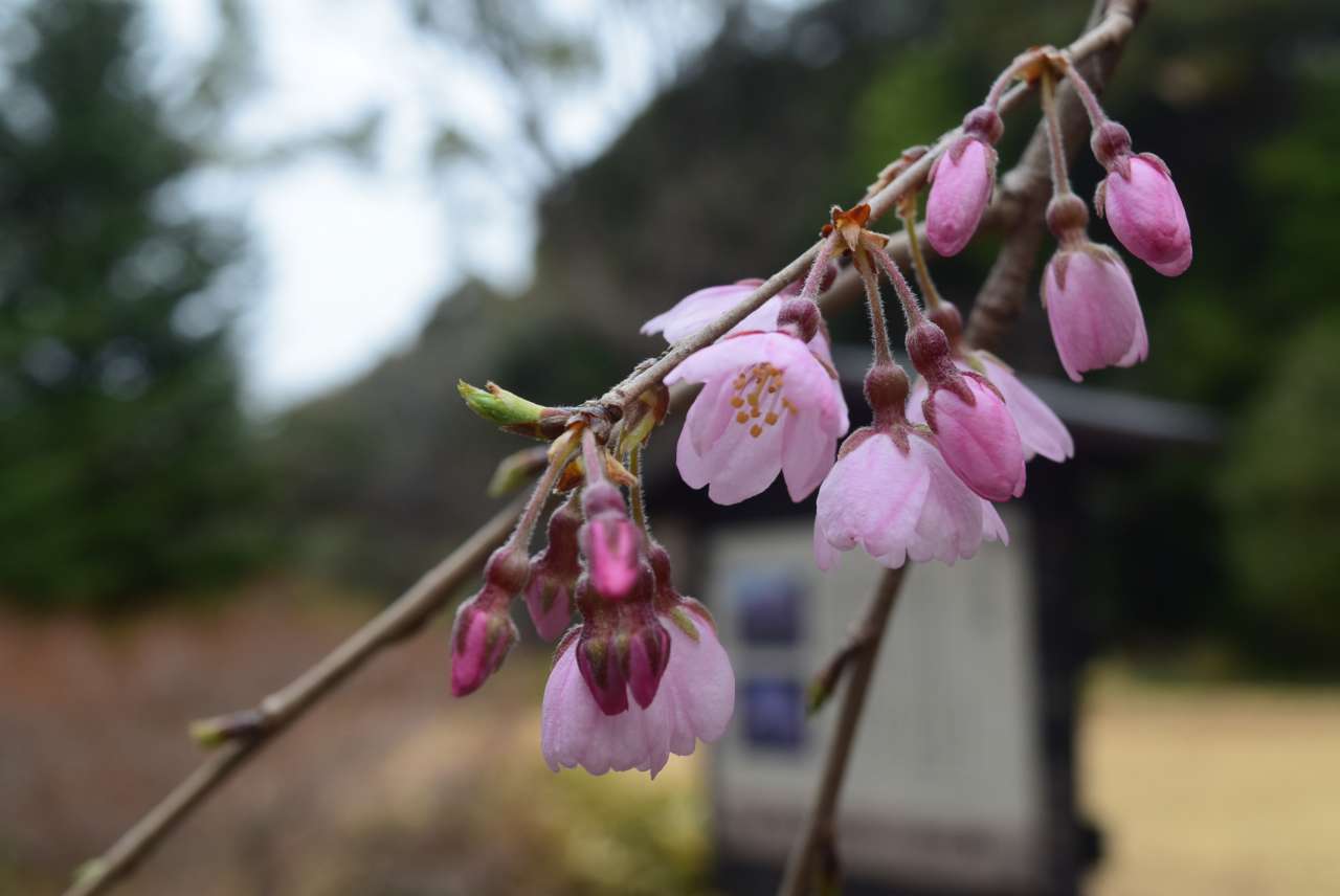 六義園】しだれ桜の開花状況:三分咲き（令和7年3月24日）｜公園へ行